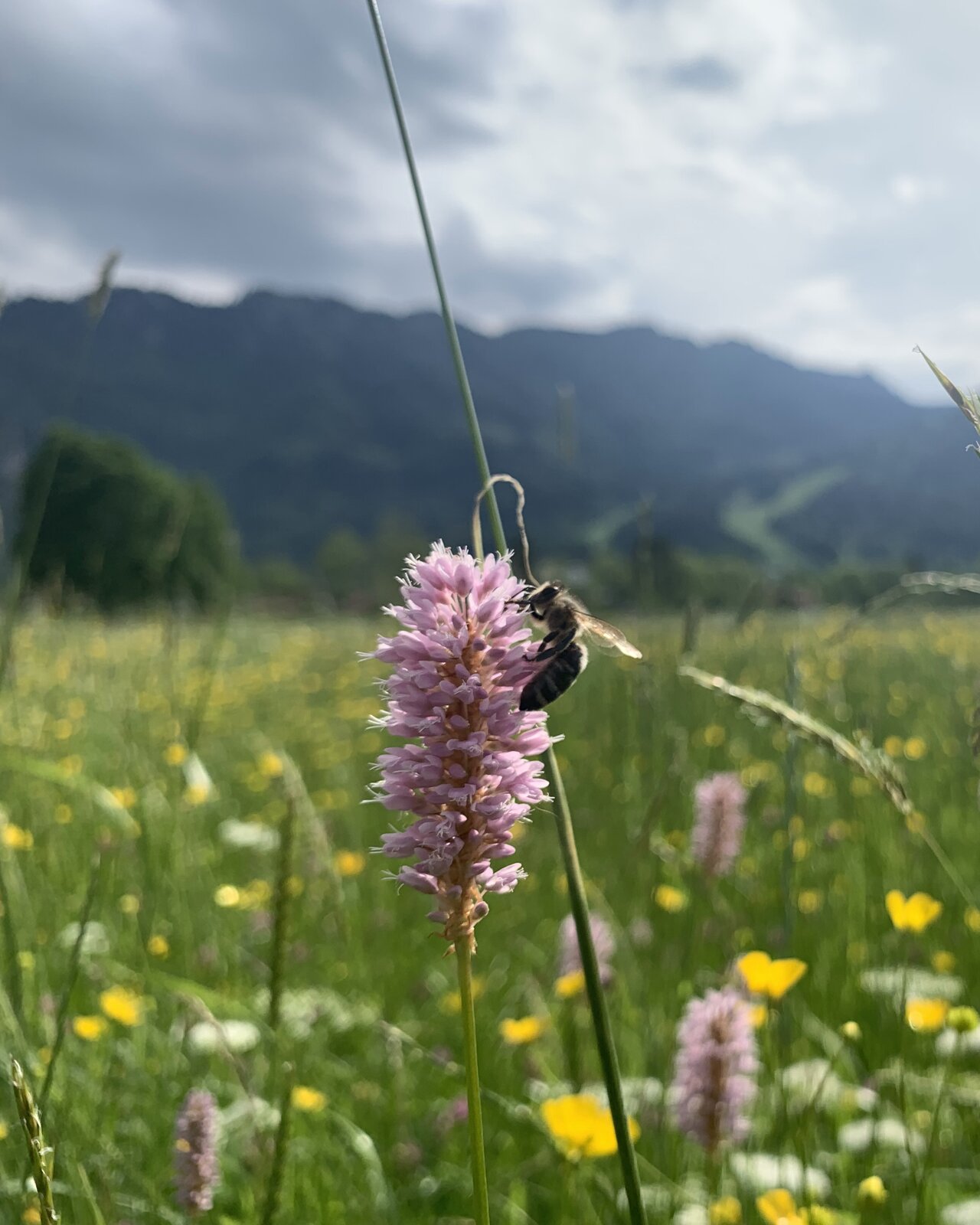 Wiesenblüte mit Hummel vor Alpenpanorama
